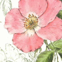 Pink Dog Rose Blossoms Floral Print Italian Paper ~ Tassotti